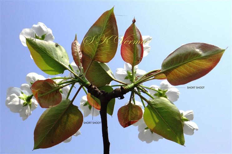  Short shoots bearing leaves and Flowers
